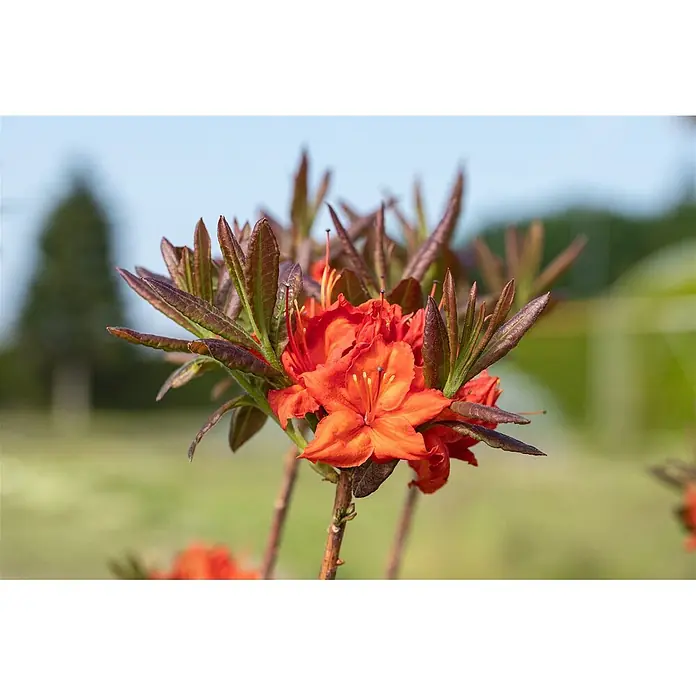 Pflanzen für dich Rhododendron 40-50 cm - Rhododendron luteum 'Fireball', Blütenfarbe: Orange - Leuchtend orangefarbene Blüten mit rotbraunen Blättern an einem Stiel in natürlicher, verschwommener Umgebung.