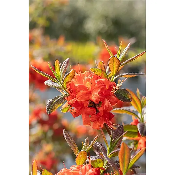 Pflanzen für dich Rhododendron 40-50 cm - Rhododendron luteum 'Fireball', Blütenfarbe: Orange - Leuchtend orangefarbene Blüten mit auffälligen grünen und rotbraunen Blättern in voller Blüte.