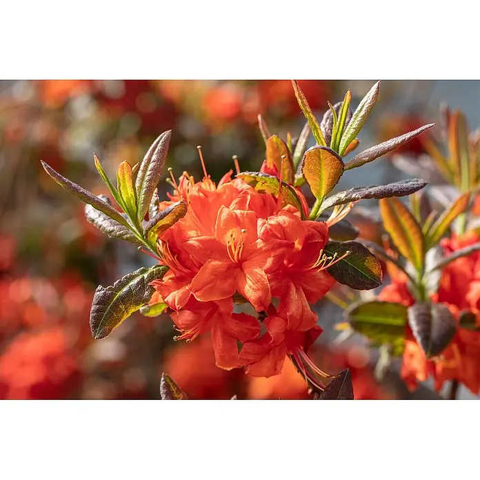 Pflanzen für dich Rhododendron 40-50 cm - Rhododendron luteum 'Fireball', Blütenfarbe: Orange - Nahaufnahme leuchtend oranger Azaleenblüten mit grün-braunen Blättern.
