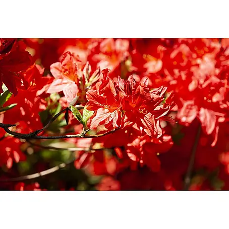Pflanzen für dich  Rhododendron 40-50 cm