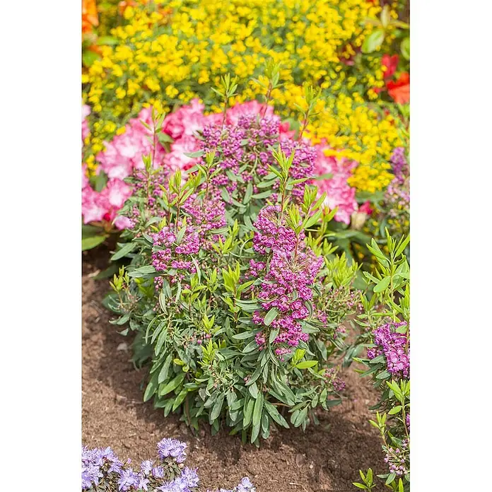 Pflanzen für dich Rhododendron 30-40 cm - Kalmia angustifolia 'Rubra', Blütenfarbe: Rot - Ein lebendiger Strauch mit rosa-violetten Blütenbüscheln und grünen Blättern, im Garten mit anderen bunten Blüten.