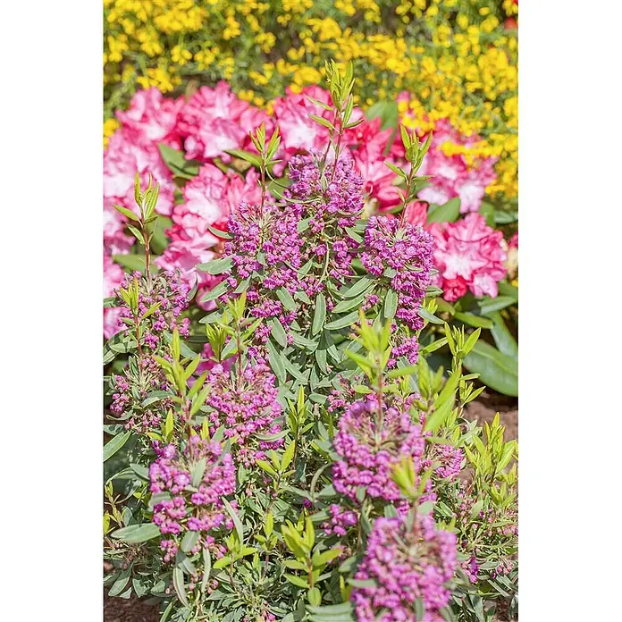 Pflanzen für dich Rhododendron 30-40 cm - Kalmia angustifolia 'Rubra', Blütenfarbe: Rot - Lebendige lila Blüten mit grünen Blättern, blühend in einer Gartenumgebung mit unscharfen rosa und gelben Blumen.