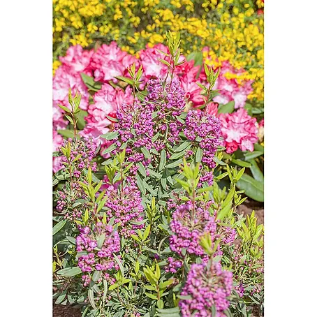 Pflanzen für dich  Rhododendron 30-40 cm