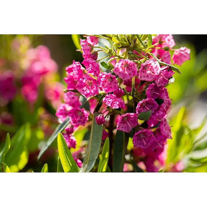 Pflanzen für dich Rhododendron 30-40 cm - Kalmia angustifolia 'Rubra', Blütenfarbe: Rot - Nahaufnahme von leuchtend rosa, glockenförmigen Blüten an einer grünen Pflanze, mit verschwommenem natürlichen Hintergrund.