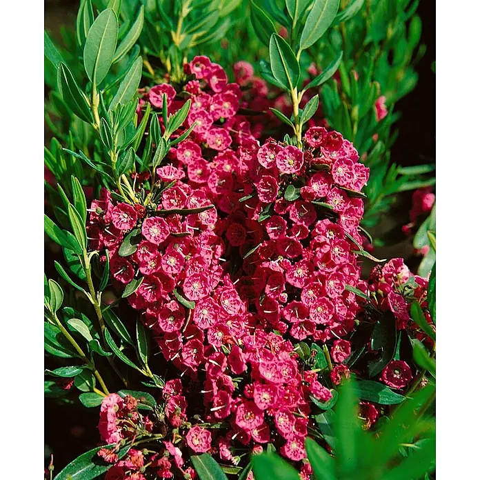 Pflanzen für dich Rhododendron 30-40 cm - Kalmia angustifolia 'Rubra', Blütenfarbe: Rot - Blühende Pflanze mit dichten Büscheln kleiner, tiefrosa Blüten und glänzenden grünen Blättern.