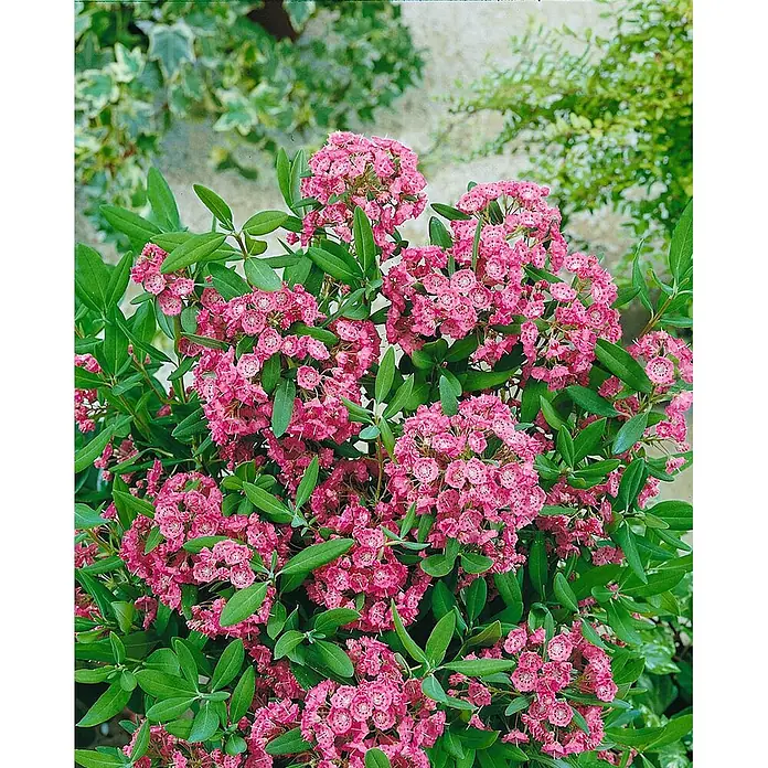 Pflanzen für dich Rhododendron 30-40 cm - Kalmia angustifolia 'Rubra', Blütenfarbe: Rot - Üppiger rosafarbener Blütenstrauch mit charakteristischen glockenförmigen Blüten und grünen Blättern.