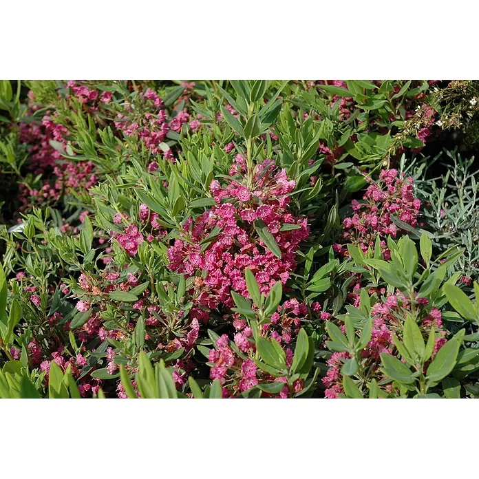 Pflanzen für dich Rhododendron 30-40 cm - Kalmia latifolia, Blütenfarbe: Rosa - Dichter Strauch mit leuchtend rosa Blüten und grünen Blättern.
