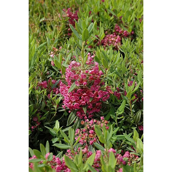 Pflanzen für dich Rhododendron 30-40 cm - Kalmia latifolia, Blütenfarbe: Rosa - Buschige Pflanze mit leuchtend rosa Blüten, die zwischen hellgrünen, länglichen Blättern gruppiert sind.