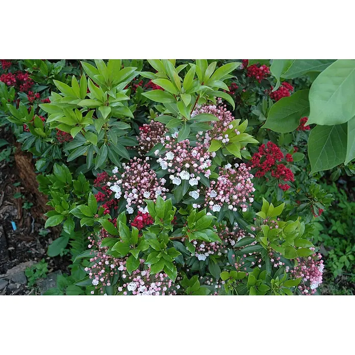 Pflanzen für dich Rhododendron 30-40 cm - Kalmia latifolia, Blütenfarbe: Rosa - Berglorbeerbusch mit grünen Blättern, rosa Knospen und weißen Blüten, neben roten Blüten.