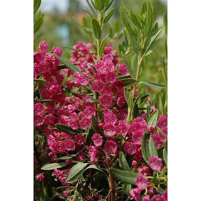 Pflanzen für dich Rhododendron 30-40 cm - Kalmia latifolia, Blütenfarbe: Rosa - Leuchtend pinke, glockenförmige Blüten und grüne Blätter einer Pflanze.