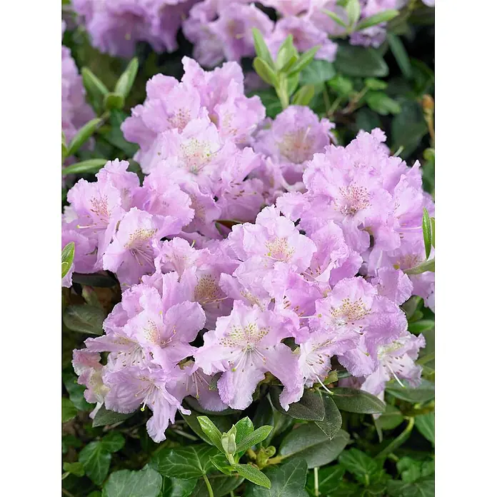 Pflanzen für dich Rhododendron 30-40 cm - Rhododendron saluenense 'Lavendula', Blütenfarbe: Lila - Zarte hellviolette Rhododendronblüten in Dolden mit gesprenkelten Blütenhälsen.