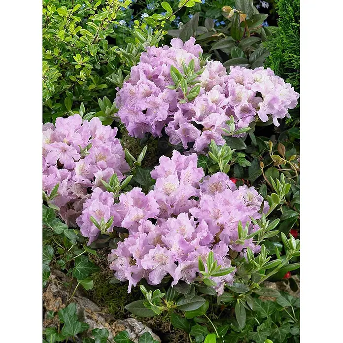 Pflanzen für dich Rhododendron 30-40 cm - Rhododendron saluenense 'Lavendula', Blütenfarbe: Lila - Gruppen von schönen hellvioletten Rhododendronblüten mit grünen Blättern, die in einer Gartenumgebung blühen.