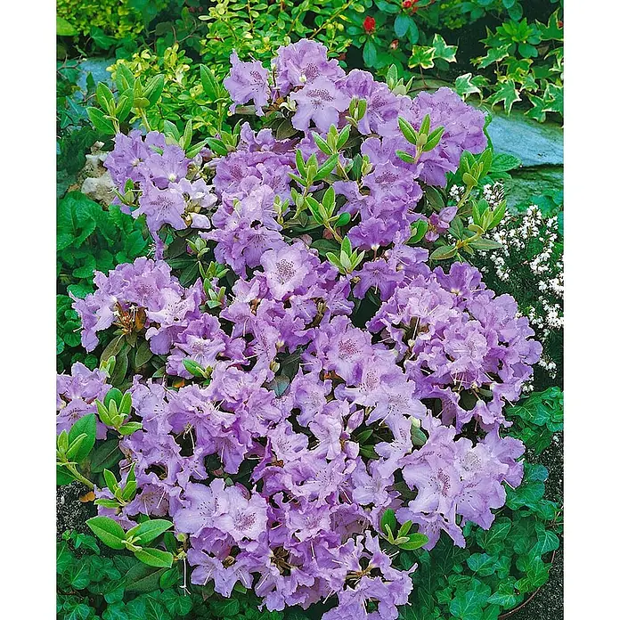 Pflanzen für dich Rhododendron 30-40 cm - Rhododendron saluenense 'Lavendula', Blütenfarbe: Lila - Ein lebendiger, lila blühender Rhododendronstrauch in voller Blüte, umgeben von grünem Laub.