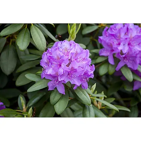 Pflanzen für dich  Rhododendron 40-50 cm