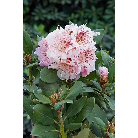 Pflanzen für dich  Rhododendron 30-40 cm