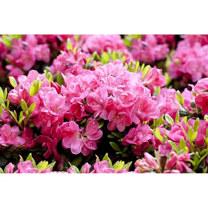 Pflanzen für dich Rhododendron 30-40 cm - Rhododendron obtusum 'Canzonetta', Blütenfarbe: Rot - Busch mit leuchtend pinken Azaleenblüten und grünen Blättern.
