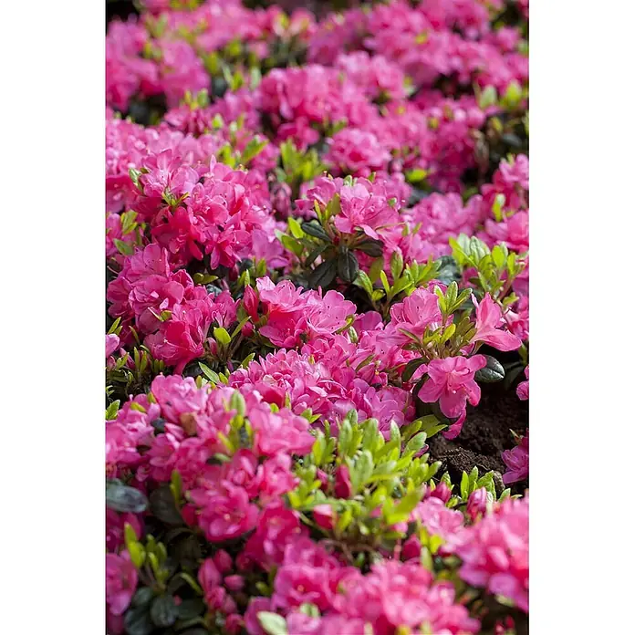 Pflanzen für dich Rhododendron 30-40 cm - Rhododendron obtusum 'Canzonetta', Blütenfarbe: Rot - Leuchtende, blühende pinke Blumen mit grünen Blättern.
