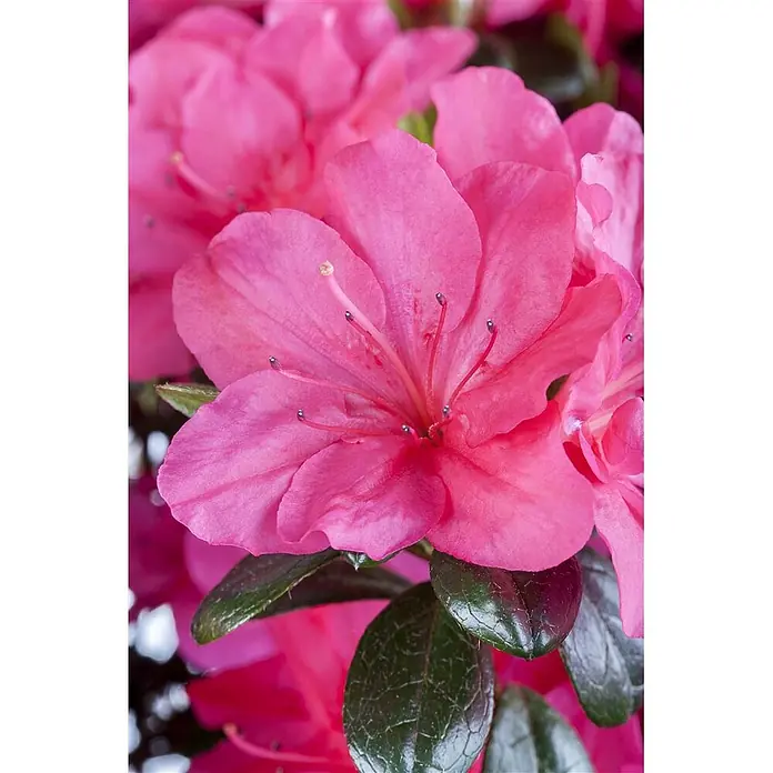 Pflanzen für dich Rhododendron 30-40 cm - Rhododendron obtusum 'Canzonetta', Blütenfarbe: Rot - Nahaufnahme einer leuchtend rosa Azaleenblüte mit deutlichen Staubblättern und dunkelgrünen Blättern.