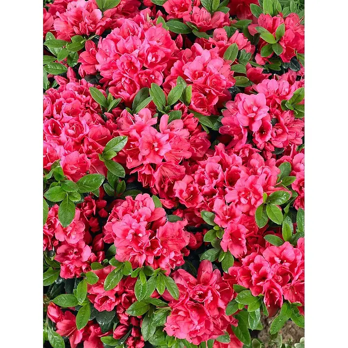 Pflanzen für dich Rhododendron 30-40 cm - Rhododendron obtusum 'Canzonetta', Blütenfarbe: Rot - Leuchtend rosa Azaleenblüten mit grünen Blättern.