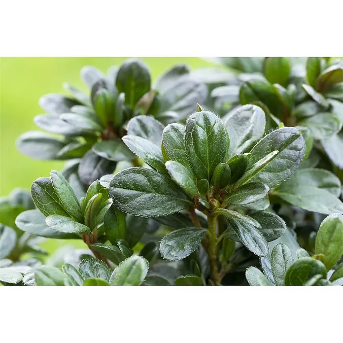 Pflanzen für dich Rhododendron 30-40 cm - Rhododendron obtusum 'Canzonetta', Blütenfarbe: Rot - Kräftig grüne Pflanze mit texturierten, leicht glänzenden Blättern und feinen Härchen.