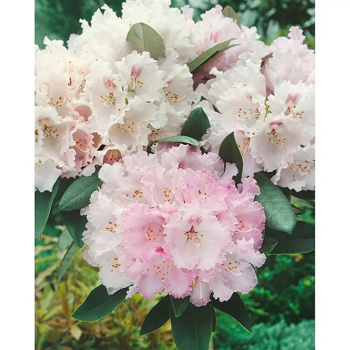 Pflanzen für dich Rhododendron 40-50 cm - Rhododendron yakushimanum 'Arabella', Blütenfarbe: Rosa - Lebhafte Gruppe hellrosa und weißer Rhododendronblüten mit gekräuselten Blütenblättern und dunkelgrünen Blättern.