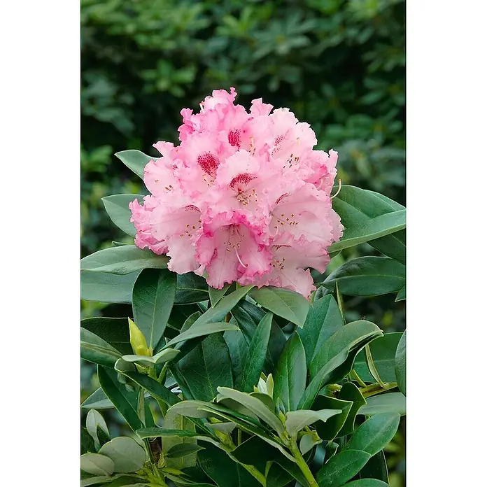 Pflanzen für dich Rhododendron 40-50 cm - Rhododendron yakushimanum 'Arabella', Blütenfarbe: Rosa - Große Gruppe leuchtend rosa Rhododendronblüten mit gekräuselten Rändern und dunklen Sprenkeln, umgeben von glänzenden grünen Blättern.