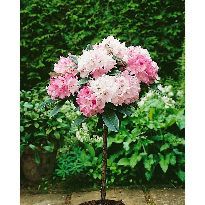 Pflanzen für dich Rhododendron 40-50 cm - Rhododendron yakushimanum 'Arabella', Blütenfarbe: Rosa - Ein blühender Rhododendron-Stamm mit rosa-weißen Blütenbüscheln und dunkelgrünen Blättern, frisch gepflanzt.