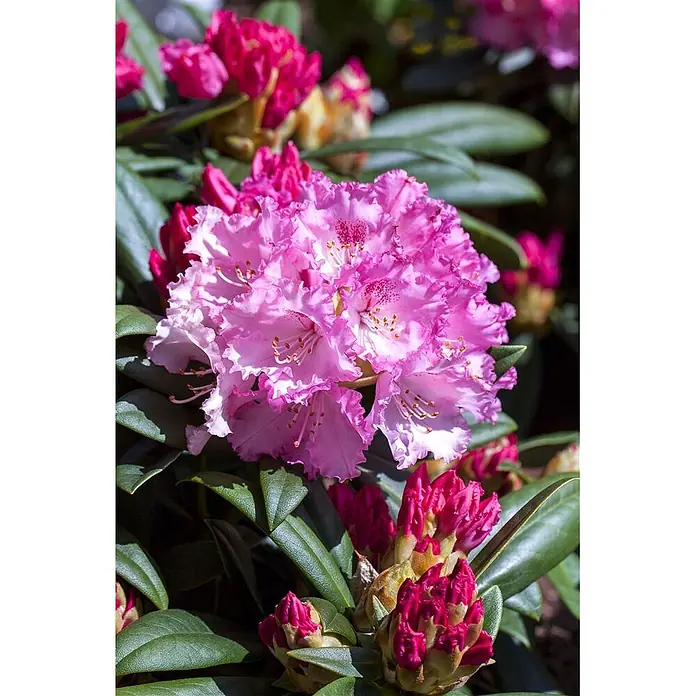 Pflanzen für dich Rhododendron 40-50 cm - Rhododendron yakushimanum 'Arabella', Blütenfarbe: Rosa - Nahaufnahme von leuchtend rosa Rhododendronblüten mit roten Knospen und dunkelgrünen Blättern.
