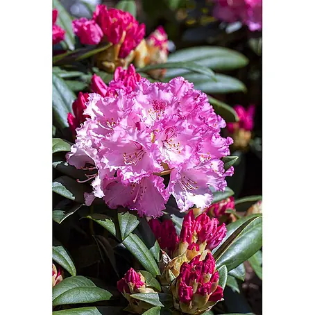 Rhododendron yakushimanum 'Arabella', 25-30 cm