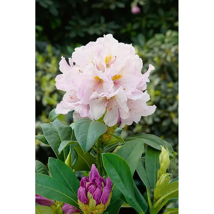 Pflanzen für dich Rhododendron 30-40 cm - Rhododendron Hybr. 'Eskimo', Blütenfarbe: Weiß - Eine leuchtend hellrosa Rhododendronblüte mit gelben Akzenten, begleitet von einer violetten Knospe.