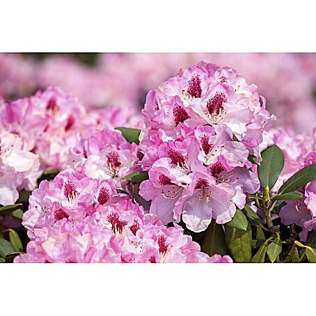 floris stephanotis Stephanotis - Bath Essence main image 0
