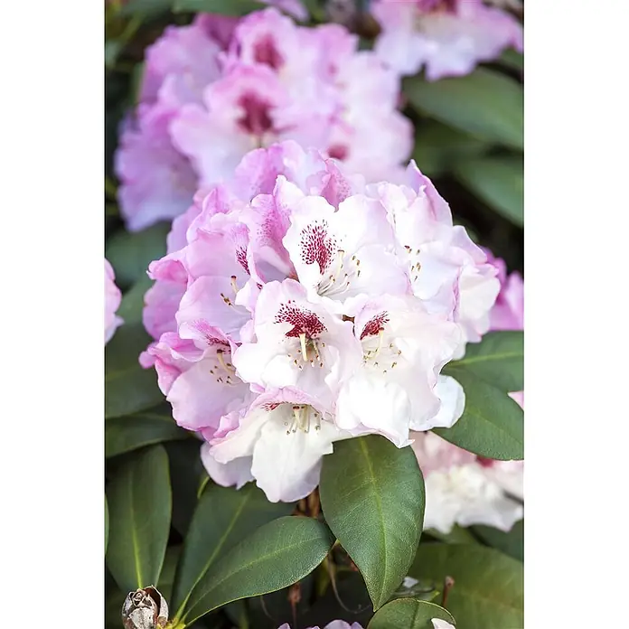 Pflanzen fr dich Rhododendron 30-40 cm online kaufen bei BAUHAUS