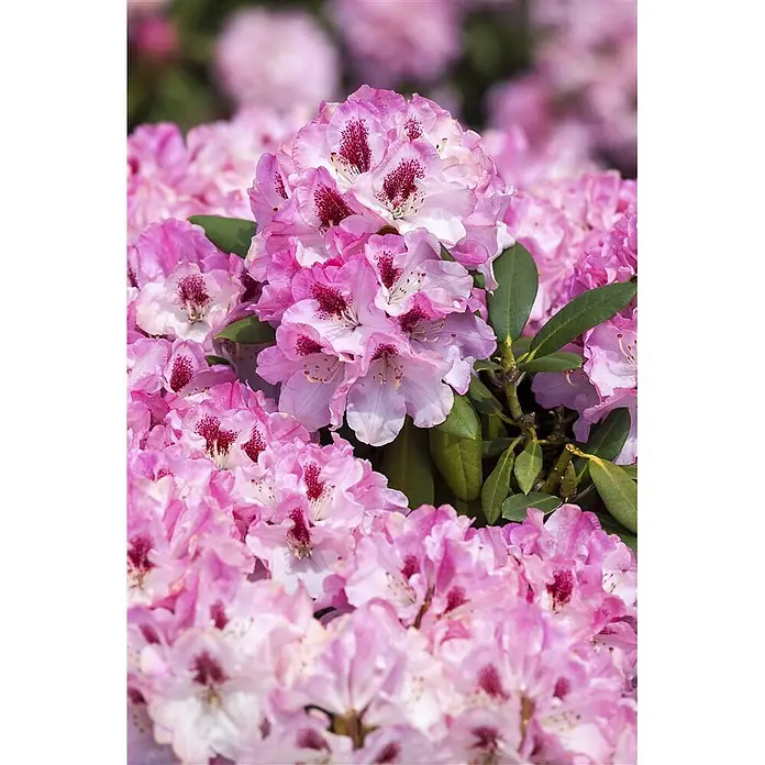 Pflanzen fr dich Rhododendron 30-40 cm online kaufen bei BAUHAUS
