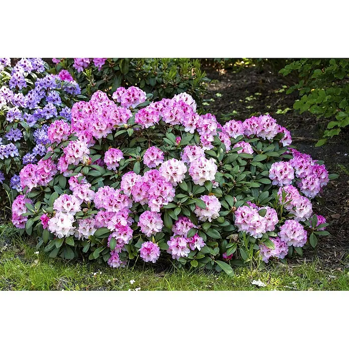 Pflanzen für dich Rhododendron 30-40 cm - Rhododendron yakushimanum 'Nicoletta', Blütenfarbe: Weiß - Ein großer Rhododendronbusch mit leuchtend rosa und violetten Blüten im Garten.