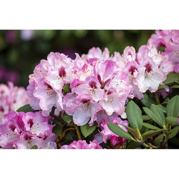 Pflanzen für dich Rhododendron 30-40 cm - Rhododendron yakushimanum 'Nicoletta', Blütenfarbe: Weiß - Ein lebendiger Blütenstand rosafarbener und weißer Rhododendronblüten mit auffälligen dunkelrosa Zentren, umgeben von grünen Blättern.