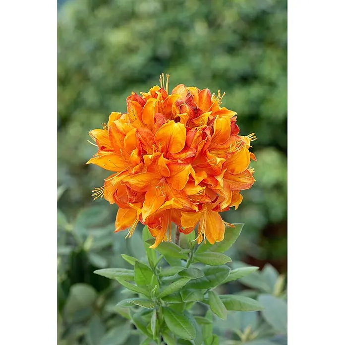 Pflanzen für dich Rhododendron 30-40 cm - Rhododendron luteum 'Goldflamme', Blütenfarbe: Orange - Leuchtend orangefarbene Blütenansammlung mit grünem Laub.