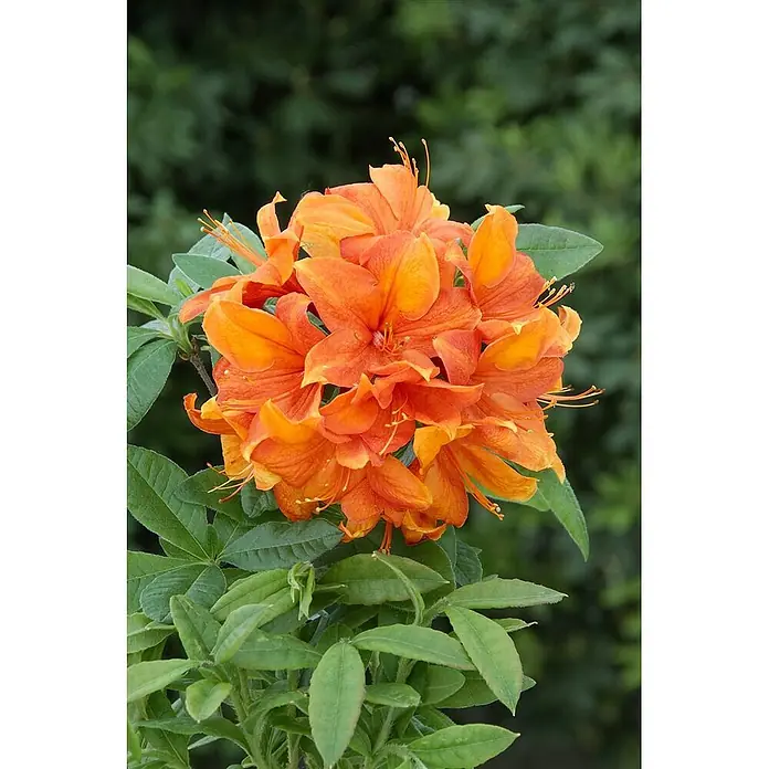 Pflanzen für dich Rhododendron 30-40 cm - Rhododendron luteum 'Goldflamme', Blütenfarbe: Orange - Leuchtend orange Azaleenblüten in dichtem Verbund mit grünen Blättern.