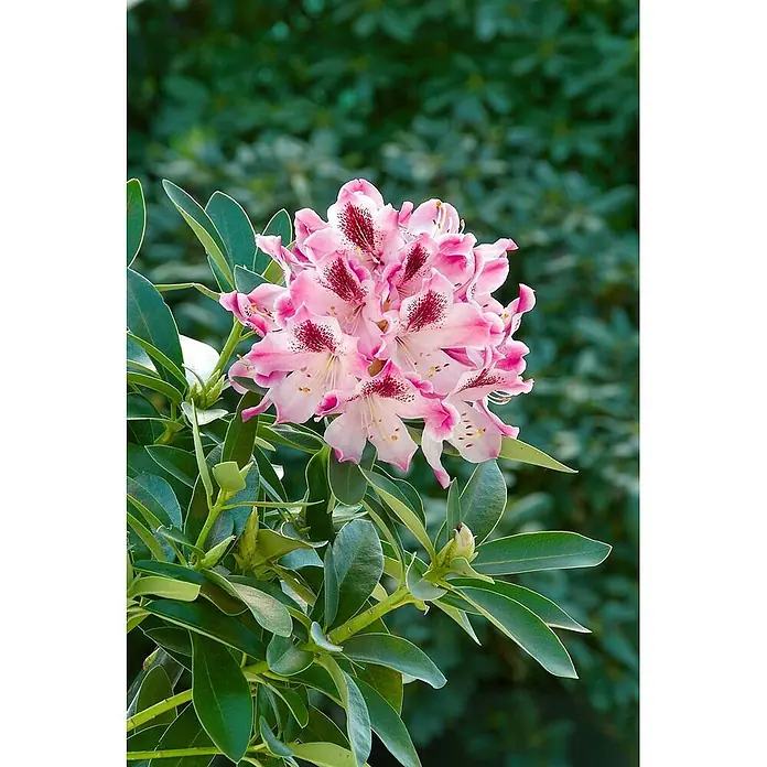 Pflanzen für dich Rhododendron 40-50 cm - Rhododendron 'Helen Martin', Blütenfarbe: Rosa - Eine Doldentraube rosafarbener Rhododendronblüten mit dunkelroten Flecken, umgeben von glänzenden grünen Blättern.