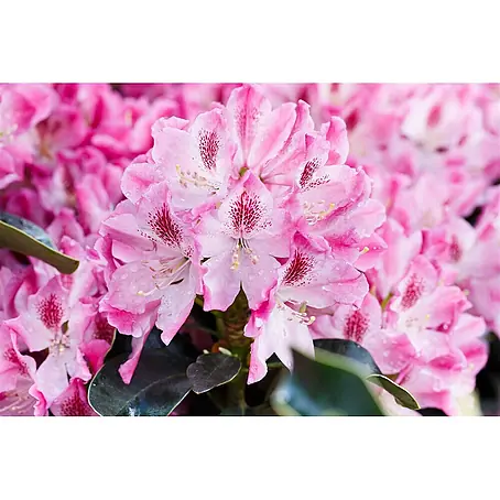 Pflanzen für dich  Rhododendron 40-50 cm