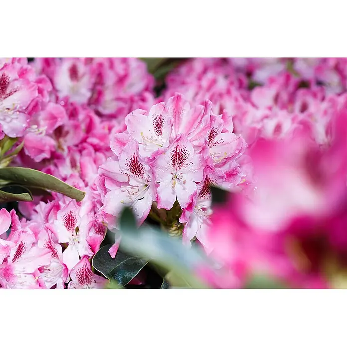 Pflanzen für dich Rhododendron 40-50 cm - Rhododendron 'Helen Martin', Blütenfarbe: Rosa - Nahaufnahme leuchtend pinker Rhododendronblüten mit dunkelroten gesprenkelten Zentren und Tautropfen, umgeben von grünen Blättern.