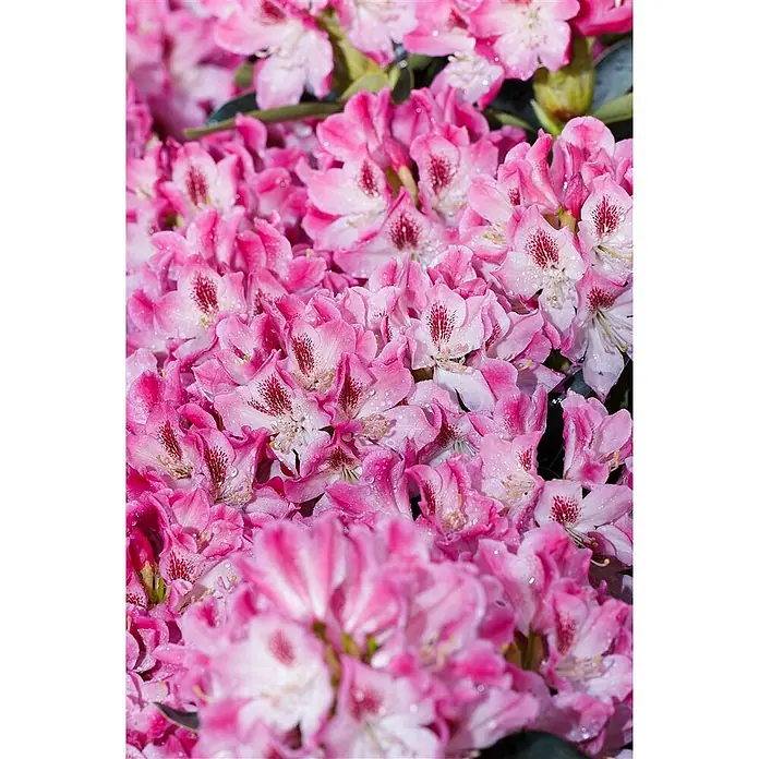 Pflanzen für dich Rhododendron 40-50 cm - Rhododendron 'Helen Martin', Blütenfarbe: Rosa - Rosa Blüten mit weißen Zentren und roten Sprenkeln, bedeckt mit glitzernden Wassertropfen.