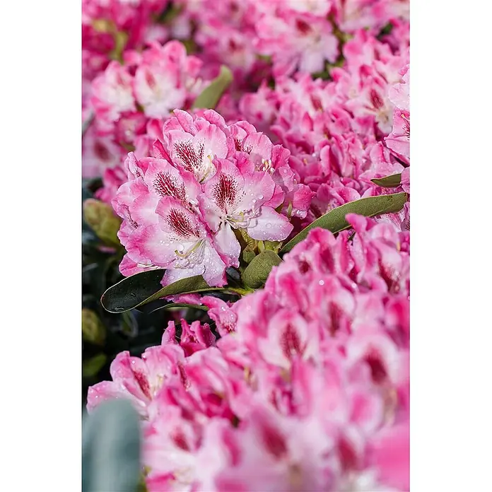 Pflanzen für dich Rhododendron 40-50 cm - Rhododendron 'Helen Martin', Blütenfarbe: Rosa - Leuchtend rosa Rhododendronblüten mit weiß-rot gesprenkelten Mitten, bedeckt mit Wassertropfen.
