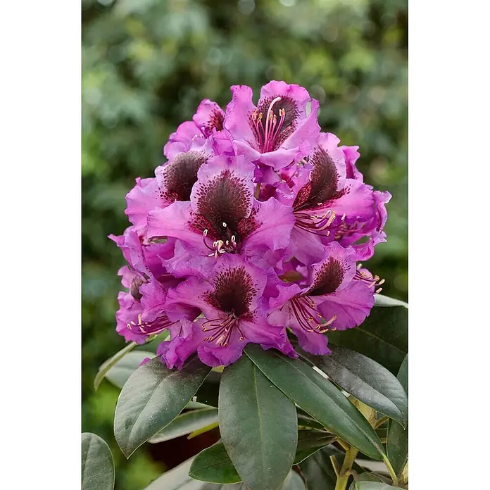 Pflanzen für dich Rhododendron 40-50 cm - Rhododendron 'Orakel', Blütenfarbe: Violett - Eine lebendige Gruppe violetter Rhododendronblüten mit dunklen Zentren und Staubgefäßen.