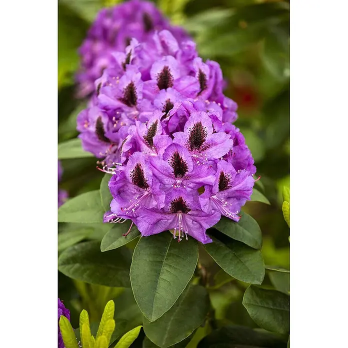 Pflanzen für dich Rhododendron 40-50 cm - Rhododendron 'Orakel', Blütenfarbe: Violett - Leuchtend violette Rhododendronblüten mit dunklen zentralen Markierungen und hervorstehenden Staubblättern.