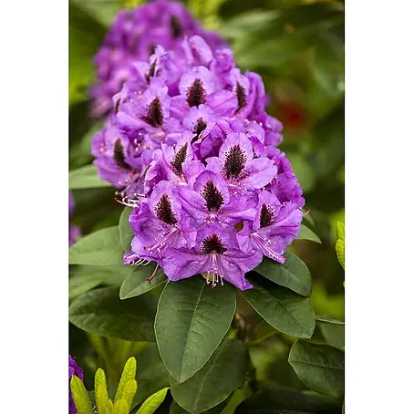 Pflanzen für dich  Rhododendron 40-50 cm