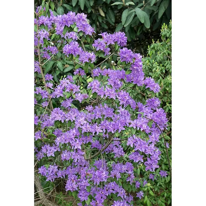 Pflanzen für dich Rhododendron 30-40 cm - Rhododendron oreotrephes, Blütenfarbe: Rosa - Ein üppiger Strauch mit vielen leuchtend lila Blüten.