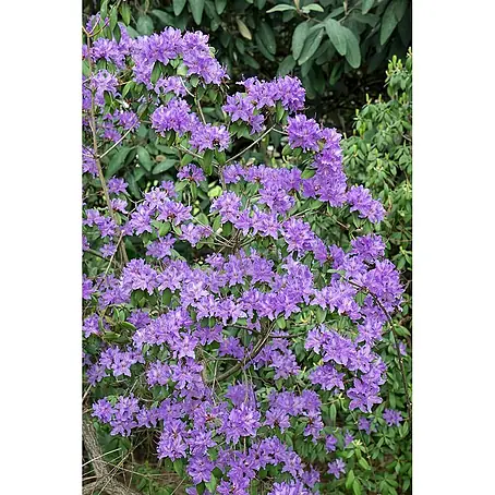 Pflanzen für dich  Rhododendron 60-70 cm
