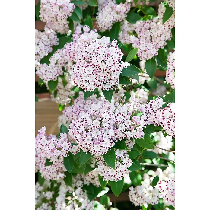 Pflanzen für dich Rhododendron 20-30 cm - Kalmia latifolia 'Nani', Blütenfarbe: Mehrfarbig - Weiße und rosa Blüten mit markanten dunkelroten Flecken, gruppiert an einem grünblättrigen Strauch.
