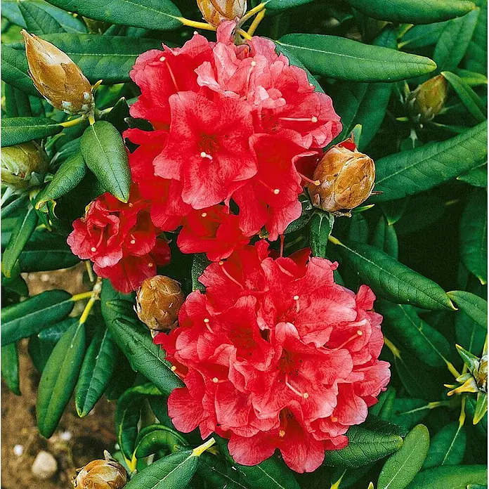 Pflanzen für dich Rhododendron 40-50 cm - Rhododendron 'Vulcan', Blütenfarbe: Rot - Rote Rhododendronblüten mit grünen Blättern und geschlossenen Knospen.