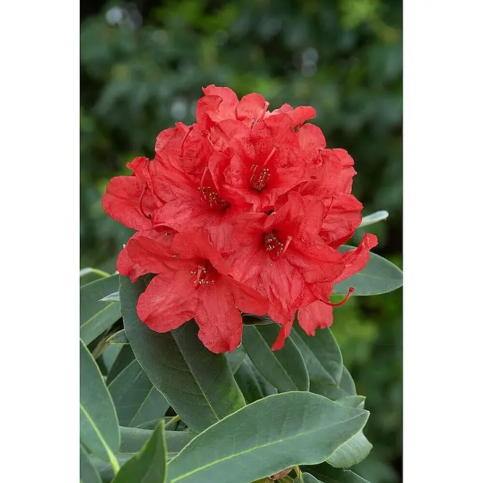 Pflanzen für dich Rhododendron 40-50 cm - Rhododendron 'Vulcan', Blütenfarbe: Rot - Eine lebhafte Gruppe roter Rhododendronblüten mit grünen Blättern.